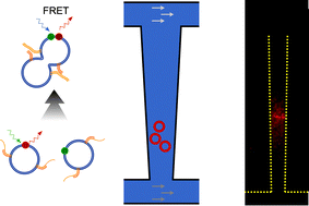 Graphical abstract: Quantifying DNA-mediated liposome fusion kinetics with a fluidic trap
