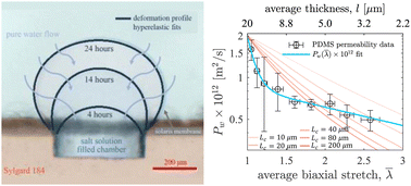 Graphical abstract: Deformation-dependent polydimethylsiloxane permeability measured using osmotic microactuators