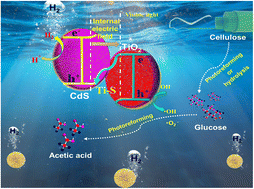 Graphical abstract: Modulating the tunable interfacial charge transfer of Z-scheme TiO2/CdS with Ti–S bonds for enhanced glucose photoreforming