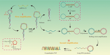 Graphical abstract: A cascade signal-amplified fluorescent biosensor combining APE1 enzyme cleavage-assisted target cycling with rolling circle amplification