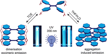 Graphical abstract: Self-assembly of a fluorescent hydrogen-bonded capsule based on an amino-acid functionalised tetraphenylethylene
