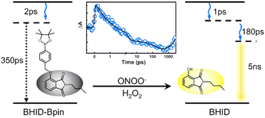 Graphical abstract: Excited-state dynamics of 4-hydroxyisoindoline-1,3-dione and its derivative as fluorescent probes