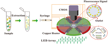 Graphical abstract: Simultaneous amplification of DNA in a multiplex circular array shaped continuous flow PCR microfluidic chip for on-site detection of bacterial