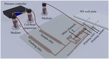 Graphical abstract: Continuous trapping, elasticity measuring and deterministic printing of single cells using arrayed microfluidic traps