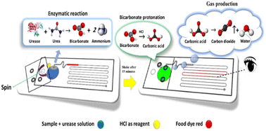Graphical abstract: Designing and prototyping a novel biosensor based on a volumetric bar-chart chip for urea detection