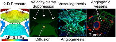 Graphical abstract: Spatially controlled diffusion range of tumor-associated angiogenic factors to develop a tumor model using a microfluidic resistive circuit