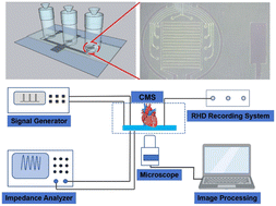 Graphical abstract: Multifunctional cardiac microphysiological system based on transparent ITO electrodes for simultaneous optical measurement and electrical signal monitoring