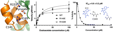 Graphical abstract: Mycobacterium tuberculosis CitA activity is modulated by cysteine oxidation and pyruvate binding