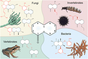Graphical abstract: Natural ten-membered lactones: sources, structural diversity, biological activity, and intriguing future