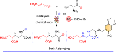 Graphical abstract: Multigram-scale chemoenzymatic synthesis of diverse aminopolycarboxylic acids as potential metallo-β-lactamase inhibitors