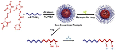 Graphical abstract: One-pot preparation of polypeptide nanogels in aqueous solution via ring-opening polymerization-induced nano-gelation