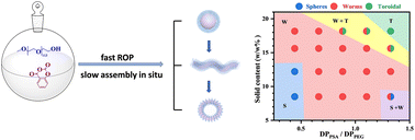 Graphical abstract: ROPISA of salicylic acid O-carboxyanhydride: fast polymerization followed by in situ kinetics-driven self-assembly