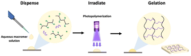Graphical abstract: Water-soluble macromers based on 2-acrylamido-2-methyl-1-propanesulfonic acid sodium salt (Na-AMPS) for rapid in situ hydrogel film formation