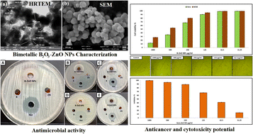 Graphical abstract: Unveiling anticancer, antimicrobial, and antioxidant activities of novel synthesized bimetallic boron oxide–zinc oxide nanoparticles