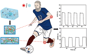 Graphical abstract: PVA/KGM dual network hydrogels doped with carbon nanotube-collagen corona as flexible sensors for human motion monitoring