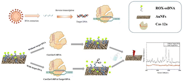 Graphical abstract: A CRISPR/Cas12a-powered gold/nickel foam surface-enhanced Raman spectroscopy biosensor for nucleic acid specific detection in foods