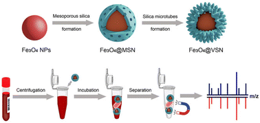 Graphical abstract: Rapid identification of pathogenic bacteria from clinical positive blood cultures via virus-like magnetic bead enrichment and MALDI-TOF MS profiling