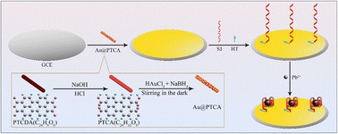 Graphical abstract: Photoelectrochemical analysis of Pb2+ based on Au@PTCA Schottky junction with Pb2+-G quadruplex structure