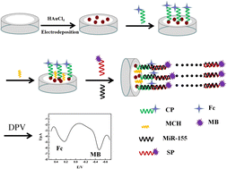 Graphical abstract: Ratiometric electrochemical biosensor based on hybridization chain reaction signal amplification for sensitive microRNA-155 detection