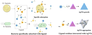 Graphical abstract: Array-based specific classification of bacterial species via ligands with dimethylamino/amino groups