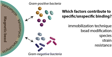 Graphical abstract: Evaluating the potential of vancomycin-modified magnetic beads as a tool for sample preparation in diagnostic assays