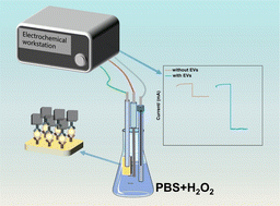 Graphical abstract: A HPRR-based diatomic catalyst electrochemical biosensor for detecting cancer-related extracellular vesicles