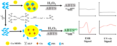 Graphical abstract: A dual-mode sensing platform for electron spin resonance and UV-vis detection of alkaline phosphatase based on Cu-based metal–organic frameworks