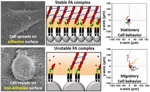 Graphical abstract: Focal adhesion dynamics-mediated cell migration and proliferation on silica bead arrays