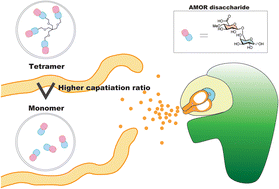 Graphical abstract: Cluster effect through the oligomerisation of bioactive disaccharide AMOR on pollen tube capacitation in Torenia fournieri
