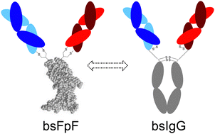 Graphical abstract: Bispecific FpFs: a versatile tool for preclinical antibody development