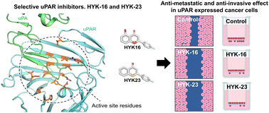 Graphical abstract: (Thio)chromenone derivatives exhibit anti-metastatic effects through selective inhibition of uPAR in cancer cell lines: discovery of an uPAR-targeting fluorescent probe