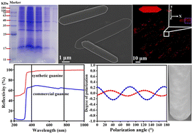 Graphical abstract: In vitro crystallization of single crystalline guanine microplates mediated by proteins extracted from carp fish Cyprinus carpio