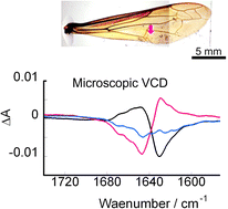 Graphical abstract: Microscopic vibrational circular dichroism on the forewings of a European hornet: heterogenous sequences of protein domains with different secondary structures