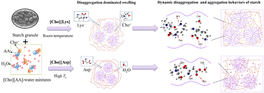 Graphical abstract: Dissociation and aggregation behaviors of starch in choline amino acid ionic liquid solvents: the anion structure effect