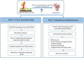 Graphical abstract: Associations of individual and mixtures of organophosphate pesticides with the risk of osteoporosis in adult population