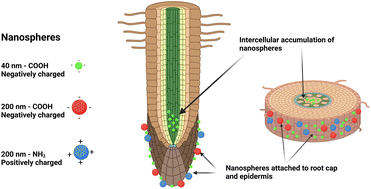 Graphical abstract: Uptake of polystyrene nanospheres by wheat and Arabidopsis roots in agar, hydroponics, and soil