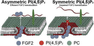 Graphical abstract: Does plasma membrane transbilayer asymmetry coupled to lipid nanodomains drive fast kinetics of FGF2 membrane translocation into the extracellular space?