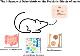 Graphical abstract: Influence of dairy matrix on the prebiotic effects of inulin related to gut metabolic activity and bone health