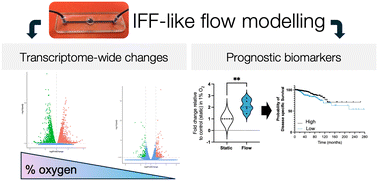 Graphical abstract: Investigating the impact of the interstitial fluid flow and hypoxia interface on cancer transcriptomes using a spheroid-on-chip perfusion system