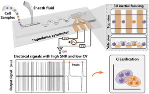 Graphical abstract: Three-dimensional inertial focusing based impedance cytometer enabling high-accuracy characterization of electrical properties of tumor cells