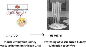 Graphical abstract: From ex ovo to in vitro: xenotransplantation and vascularization of mouse embryonic kidneys in a microfluidic chip