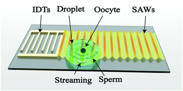 Graphical abstract: Acoustic enrichment of sperm for in vitro fertilization