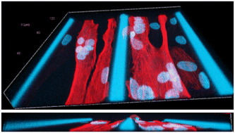 Graphical abstract: A new biofunctionalized and micropatterned PDMS is able to promote stretching induced human myotube maturation