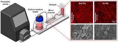 Graphical abstract: Evaluation of pre-osteoblastic cell line behaviors under low shear stress conditions