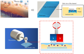 Graphical abstract: Design of a magnetically responsive artificial cilia array platform for microsphere transport