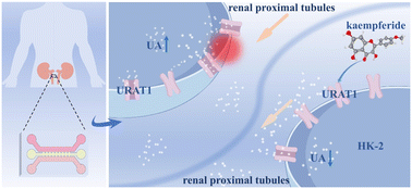 Graphical abstract: Investigation of the potential application of kaemperide in hyperuricemia based on a kidney-on-a-chip