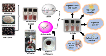 Graphical abstract: Development of casein-based nanonutraceuticals by entrapping anthocyanin derived from secondary-agricultural residues: a step towards functional food additives