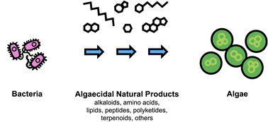 Graphical abstract: Warfare under the waves: a review of bacteria-derived algaecidal natural products