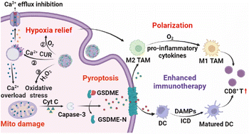 Graphical abstract: Synergistic immunotherapy with a calcium-based nanoinducer: evoking pyroptosis and remodeling tumor-associated macrophages for enhanced antitumor immune response