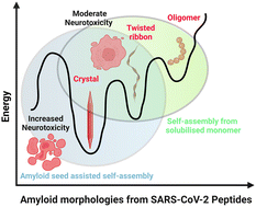 Graphical abstract: Cell invasive amyloid assemblies from SARS-CoV-2 peptides can form multiple polymorphs with varying neurotoxicity